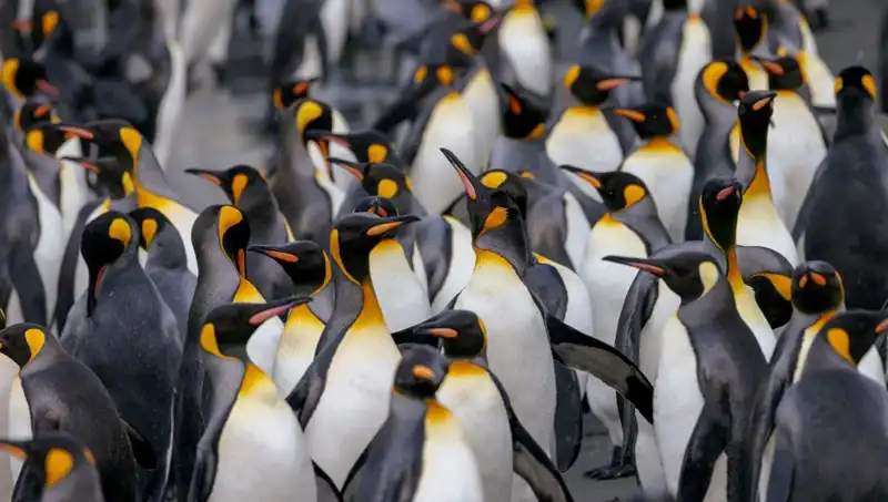 Trump’ın Vergi Listesinde Zevkle Yüzüş: Penguenlere Gümrük Vergisi Uygulaması