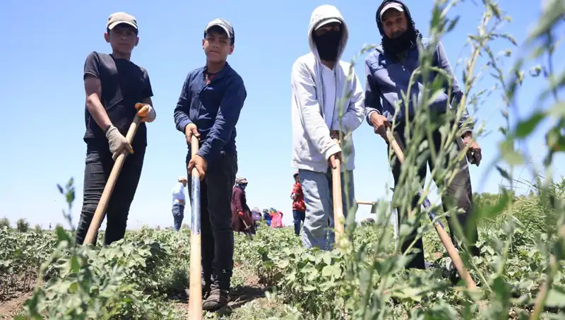 Sıcaklarla Mücadele: 650 TL Yevmiye ile Düşük Ücretli Mesailer