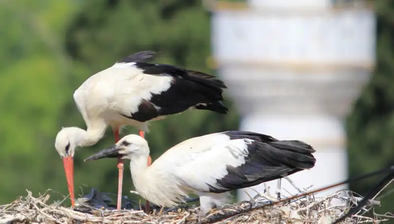 Leylek Köyü: Yarenlerin Gözdesi, Hedefi Leylekler!