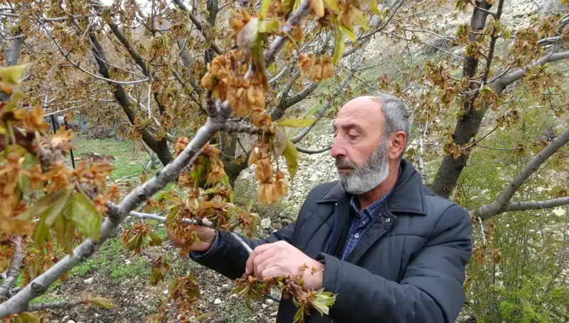 Zirai Don Alarmı: Albastı Kirazı Üreticileri Zor Günler Geçiriyor