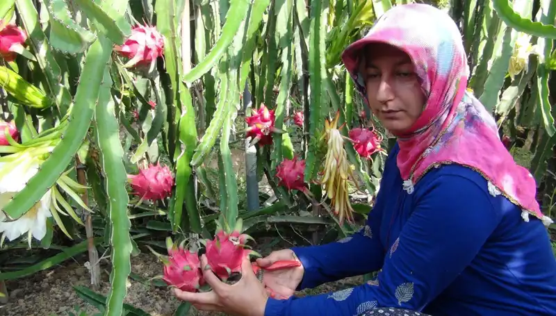 Emekli Olup Pitaya Üretmeye Başlayanlar: Kilosu 200 TL’yi Buldu!