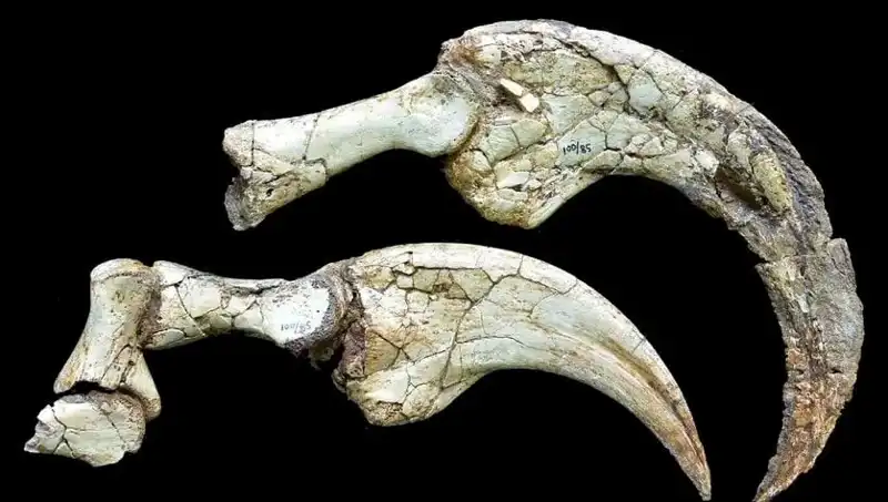 Gobi Çölü'nde Keşfedilen Yeni Dinozor Türü Bilim Dünyasını Şaşırtıyor