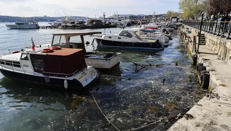 İstanbul'da Müsilaj Problemi Yeniden Kapıda: Tehlikenin Boyutları Nedir?