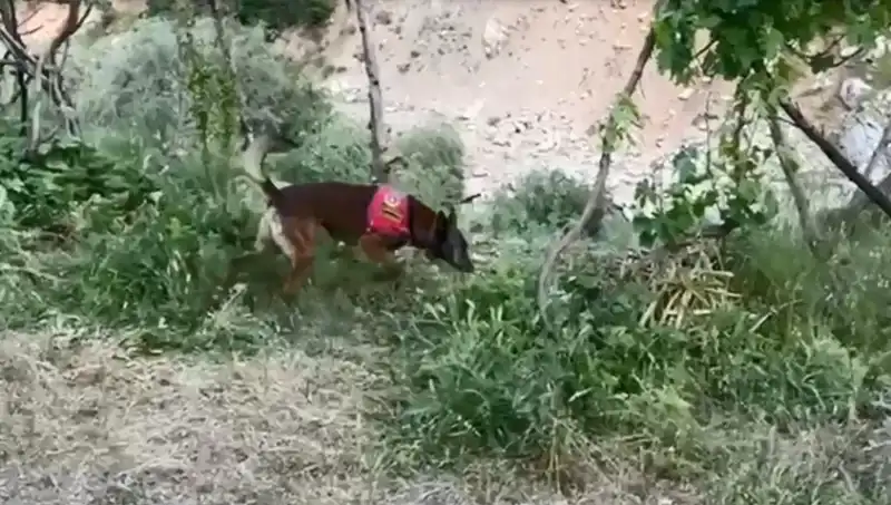 Dere Kenarında Gizlenen Esrarı Dedektör Köpek Buldu: Olayın Detayları