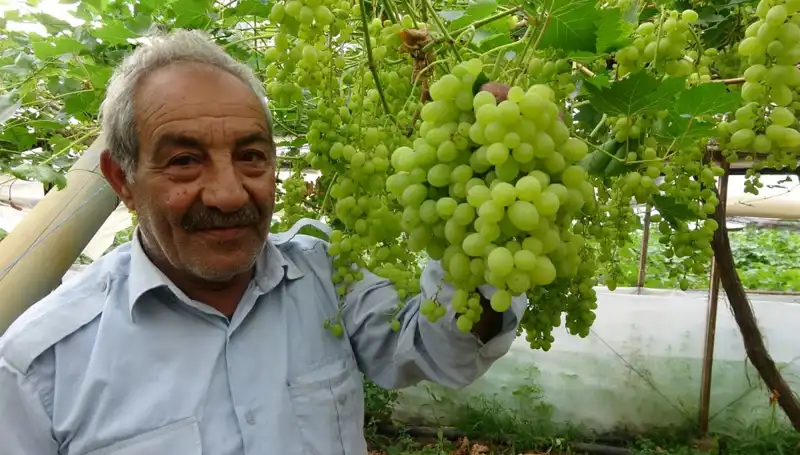Zirai Don Felaketi Meyve Fiyatlarını Düşürdü: İlk Ürünler 250 TL’ye Satılıyor