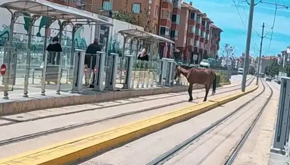 Eskişehir Tramvay Raylarında Başını Boşta Bulan Ata Şaşırttı