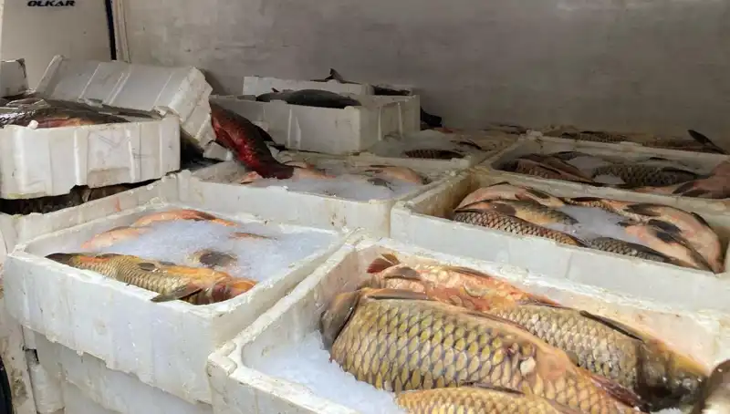 Kaçak Balık Avcılığına Ağırca Ceza: Binlerce Lira Kaybı Bekliyor
