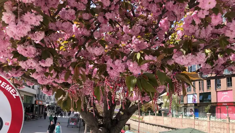Süs Erik Ağacına Bağlanan Martenitsa'nın Anlamı ve Önemi