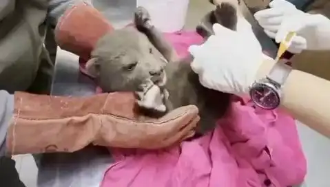 Karabük'te Sevimli Yavru Bozayı Ormanda Bulundu, Doğa Severleri Sevindi!
