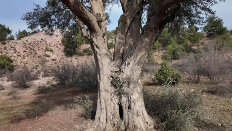 800 Yıllık Zeytin Ağacı, Gelenekten Geleceğe Uzanan Parlak Bir Miras