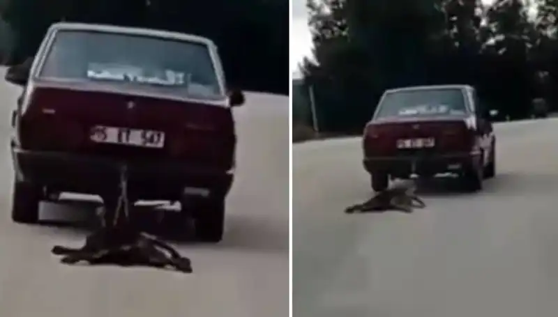 Otomobilin Arkasında Sürüklenen Köpeğin Kahreden Hikayesi