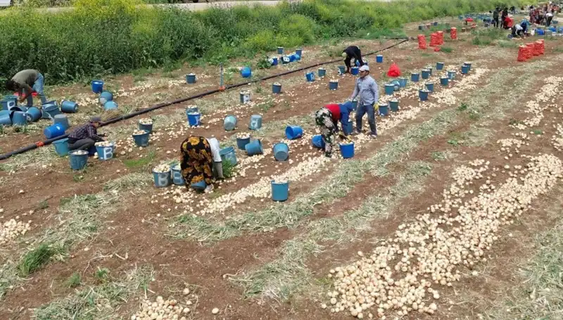 Soğan Hasadı Başladı: Fiyatlar Düşerken Pazar Durumu Nereye Gidiyor?