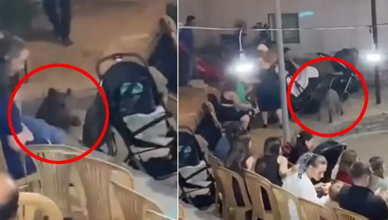 Düğün Töreninde Yaban Domuzu Panic Yarattı: İşte O Anların Detayları!