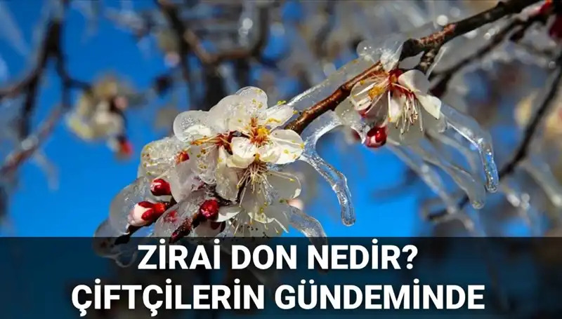 Zirai Don Alarmı: Çiftçileri Bekleyen Tehlike ve Etkileri