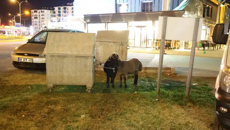 Mor Karaman Koyunları Yol Çökmelerinde Tehlikede: Kurtuluşları Ne Olacak?